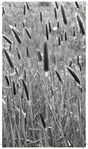 nature-via-nurture 4/4 - Print both sides