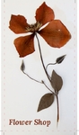 Herbarium 4/0 - Print 1 side