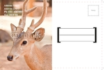 Animal&pets-company-postcard-1