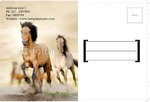 Animal&pets-company-postcard-2