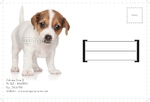 Animal&pets-company-postcard-4