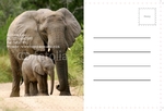 Animal&pets-company-postcard-6