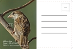 Animal&pets-company-postcard-8