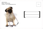 Animal&pets-company-postcard-11