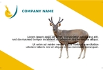 Animal&pets-company-postcard-12
