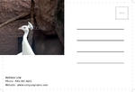 Animal&pets-company-postcard-13