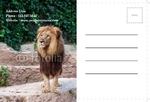 Animal&pets-company-postcard-15