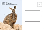 Animal&pets-company-postcard-17