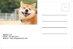 Animal&pets-company-postcard-20