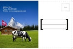 Animal&pets-company-postcard-21