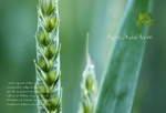 agriculture-postcard-1