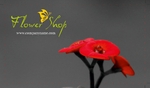 elegantly-grown-209 4/0 - Print 1 side