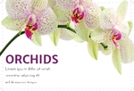Orchids