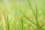 Green Drop