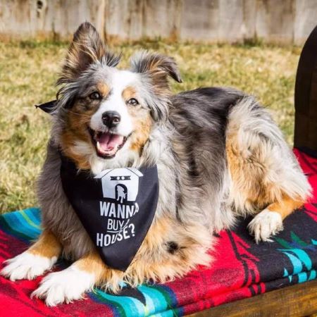 Dog Bandana - Wanna Buy A House?