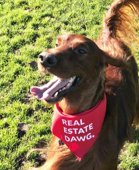 Dog Bandana - Real Estate Dawg 3