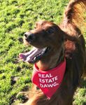Dog Bandana - Real Estate Dawg 3