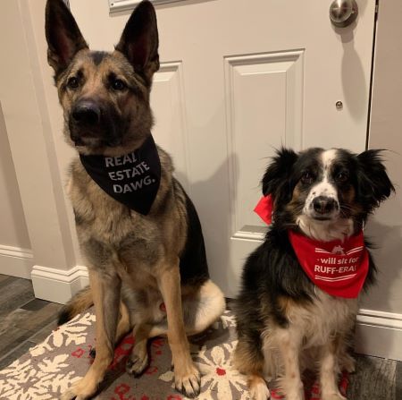 Dog Bandana - Real Estate Dawg 1