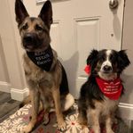 Dog Bandana - Real Estate Dawg 1