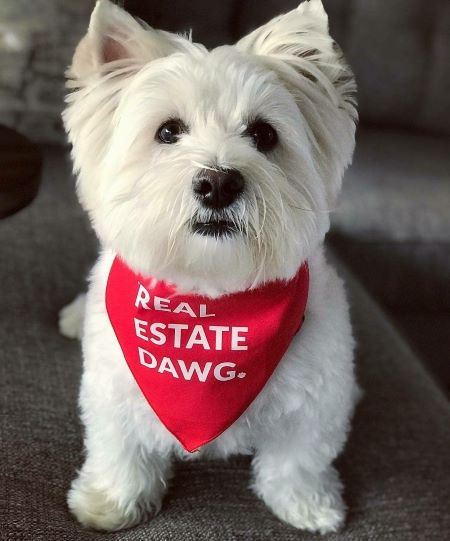 Dog Bandana - Real Estate Dawg 6