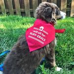 Dog Bandana - WIll Sit for Ruff-erals 1
