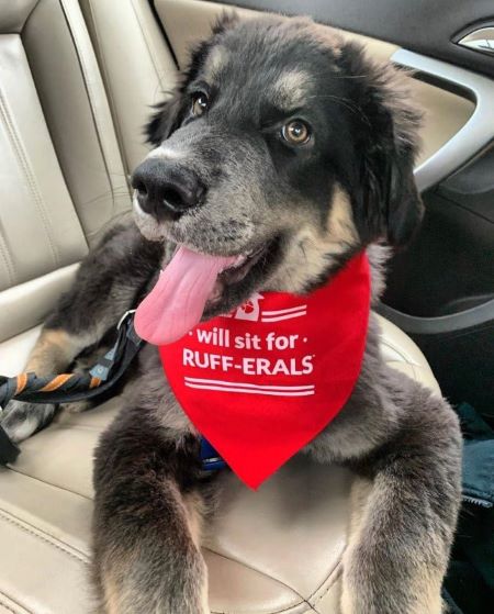 Dog Bandana - WIll Sit for Ruff-erals 3