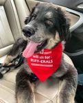 Dog Bandana - WIll Sit for Ruff-erals 3