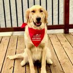 Dog Bandana - WIll Sit for Ruff-erals 2